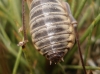 Ephippigerida (Ephippigerida) areolaria (Bolvar, 1877)
