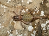 Ephippigerida (Ephippigerida) areolaria (Bolvar, 1877)