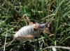 Ephippigerida (Ephippigerida) areolaria (Bolvar, 1877)