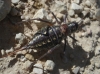 Ephippigerida (Ephippigerida) areolaria (Bolvar, 1877)