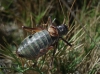 Ephippigerida (Ephippigerida) areolaria (Bolvar, 1877)
