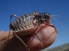Ephippigerida (Ephippigerida) areolaria (Bolvar, 1877)