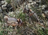 Ephippigerida (Ephippigerida) areolaria (Bolvar, 1877)