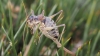 Ephippigerida (Ephippigerida) areolaria (Bolvar, 1877)