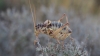 Ephippigerida (Ephippigerida) areolaria (Bolvar, 1877)