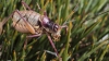 Ephippigerida (Ephippigerida) areolaria (Bolvar, 1877)