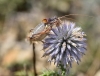 Ephippigerida (Ephippigerida) areolaria (Bolvar, 1877)