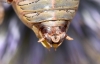 Ephippigerida (Ephippigerida) areolaria (Bolvar, 1877)