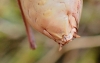 Ephippigerida (Ephippigerida) areolaria (Bolvar, 1877)
