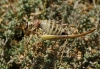 Ephippigerida (Ephippigerida) areolaria (Bolvar, 1877)
