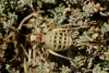 Ephippigerida (Ephippigerida) areolaria (Bolvar, 1877)