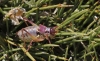 Ephippigerida (Ephippigerida) areolaria (Bolvar, 1876-1878)