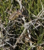 Ephippigerida (Ephippigerida) areolaria (Bolvar, 1876-1878)