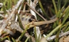 Ephippigerida (Ephippigerida) areolaria (Bolvar, 1876-1878)