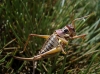 Ephippigerida (Ephippigerida) areolaria (Bolvar, 1876-1878)