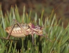 Ephippigerida (Ephippigerida) areolaria (Bolvar, 1876-1878)
