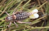 Ephippigerida (Ephippigerida) areolaria (Bolvar, 1876-1878)