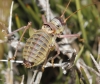 Ephippigerida (Ephippigerida) areolaria (Bolvar, 1877)