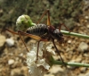 Ephippigerida (Ephippigerida) areolaria (Bolvar, 1877)