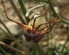 Ephippigerida (Ephippigerida) areolaria (Bolvar, 1877)