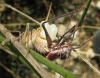 Ephippigerida (Ephippigerida) areolaria (Bolvar, 1877)