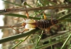 Ephippigerida (Ephippigerida) areolaria (Bolvar, 1877)