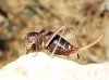 Ephippigerida (Ephippigerida) areolaria (Bolvar, 1877)