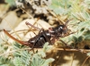 Ephippigerida (Ephippigerida) areolaria (Bolvar, 1877)