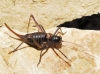 Ephippigerida (Ephippigerida) areolaria (Bolvar, 1877)