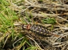 Ephippigerida (Ephippigerida) areolaria (Bolvar, 1877)