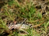Ephippigerida (Ephippigerida) areolaria (Bolvar, 1877)