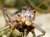Ephippigerida (Ephippigerida) areolaria (Bolvar, 1877)