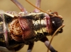 Ephippigerida (Ephippigerida) areolaria (Bolvar, 1877)