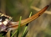 Ephippigerida (Ephippigerida) areolaria (Bolvar, 1877)