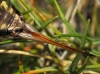 Ephippigerida (Ephippigerida) areolaria (Bolvar, 1877)