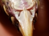 Ephippigerida (Ephippigerida) areolaria (Bolvar, 1877)