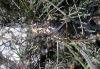Ephippigerida (Ephippigerida) areolaria (Bolvar, 1877)