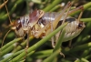 Ephippigerida (Ephippigerida) areolaria (Bolvar, 1877)