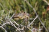 Ephippigerida (Ephippigerida) areolaria (Bolvar, 1877)