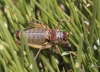 Ephippigerida (Ephippigerida) areolaria (Bolvar, 1877)