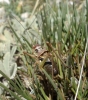 Ephippigerida (Ephippigerida) areolaria (Bolvar, 1877)