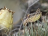 Ephippigerida (Ephippigerida) areolaria (Bolvar, 1877)