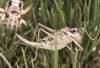 Ephippigerida (Ephippigerida) areolaria (Bolvar, 1877)