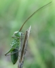 Ephippigerini Ephippigerini