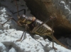 Parasteropleurus perezii (Bolvar, 1877)