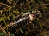 Parasteropleurus perezii (Bolvar, 1877)