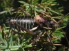 Parasteropleurus perezii (Bolvar, 1877)