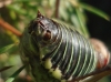 Parasteropleurus perezii (Bolvar, 1877)