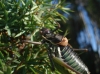 Parasteropleurus perezii (Bolvar, 1877)