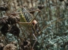 Parasteropleurus perezii (Bolvar, 1877)